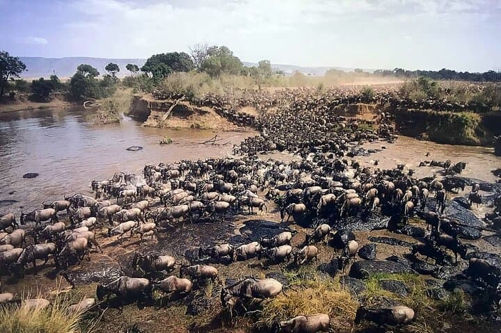 3-Day Masai Mara Flying Safari & Sarova Lodge Honeymoon Package photo 2
