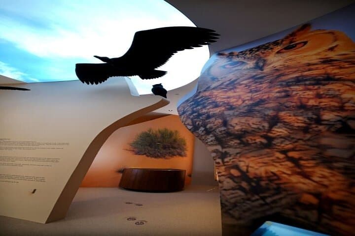 Dubai Desert Discovery Adventure: Falcon Show, Camel Trek & Conservation Tour