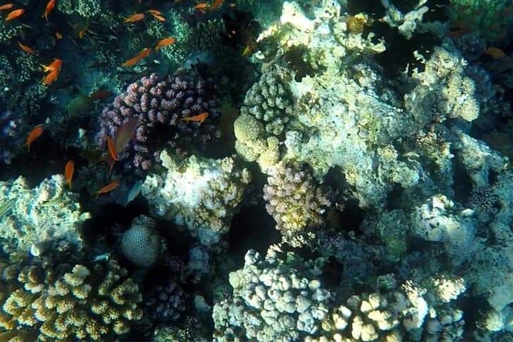 Half-Day Private Speedboat & Snorkel Excursion from Hurghada photo 3
