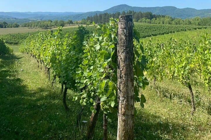 Private Wine Tasting & Stuplje Monastery Day Tour from Banja Luka photo 2