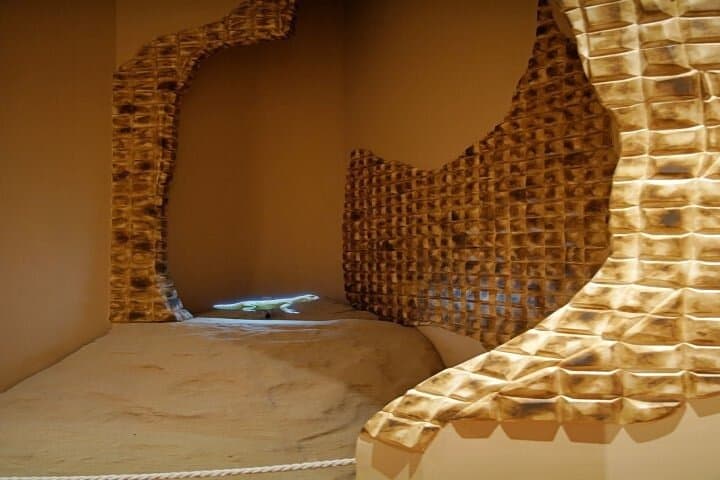Dubai Desert Discovery Adventure: Falcon Show, Camel Trek & Conservation Tour photo 2