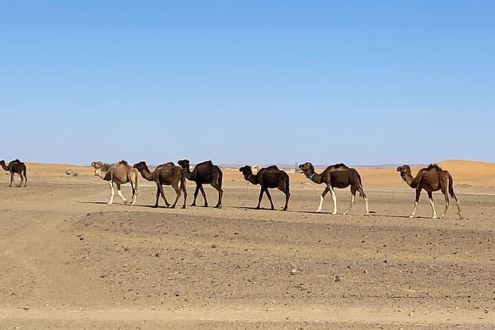 Private Camel Ride in Marrakech's Palmeraie — 1-Hour Guided Experience photo 3