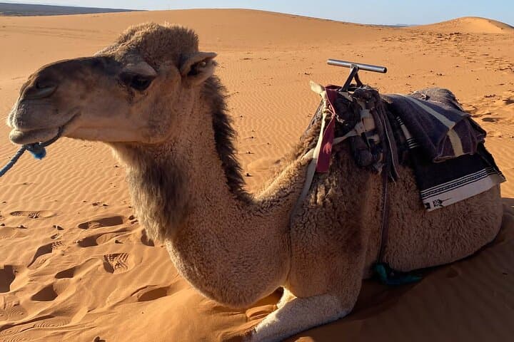 Private Camel Ride in Marrakech's Palmeraie — 1-Hour Guided Experience photo 4