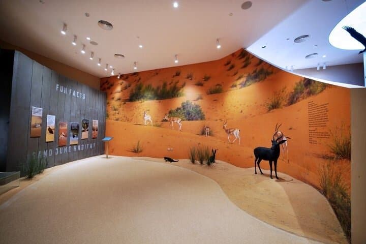Dubai Desert Discovery Adventure: Falcon Show, Camel Trek & Conservation Tour photo 3