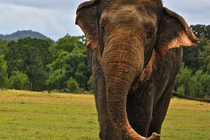 Sigiriya Dambulla Minneriya Jeep Safari — Full-Day Tour from Colombo photo 3