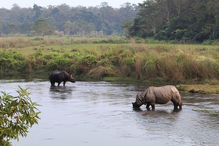 2-Day Chitwan Safari: Jeep Wildlife Tour & Tharu Culture from Kathmandu or Pokhara