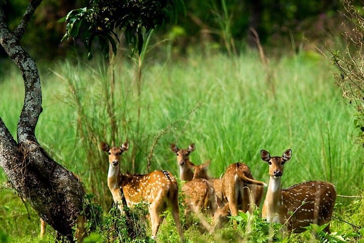 2-Day Chitwan Safari: Jeep Wildlife Tour & Tharu Culture from Kathmandu or Pokhara photo 2