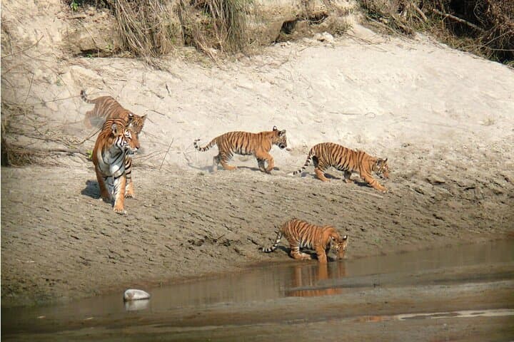 2-Day Chitwan Safari: Jeep Wildlife Tour & Tharu Culture from Kathmandu or Pokhara photo 3