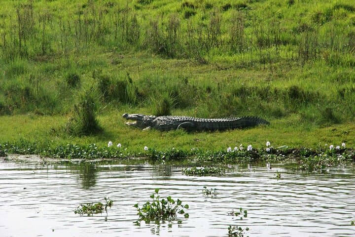 2-Day Chitwan Safari: Jeep Wildlife Tour & Tharu Culture from Kathmandu or Pokhara photo 4