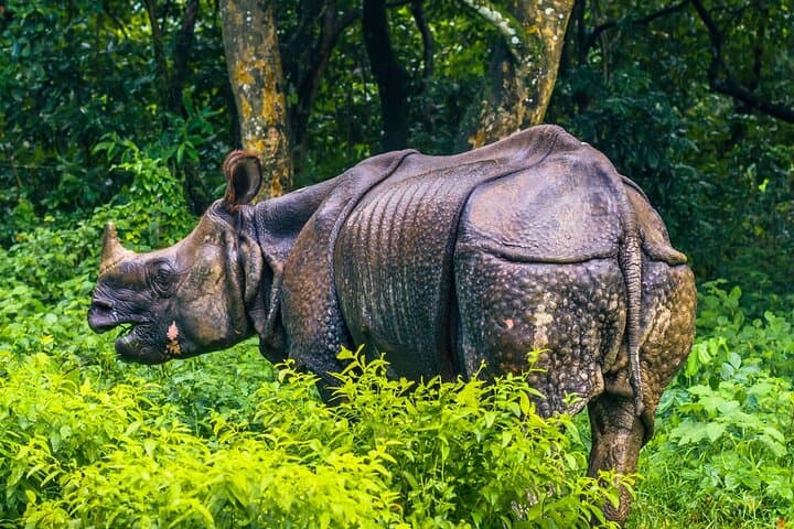 2-Day Chitwan Safari: Jeep Wildlife Tour & Tharu Culture from Kathmandu or Pokhara photo 5