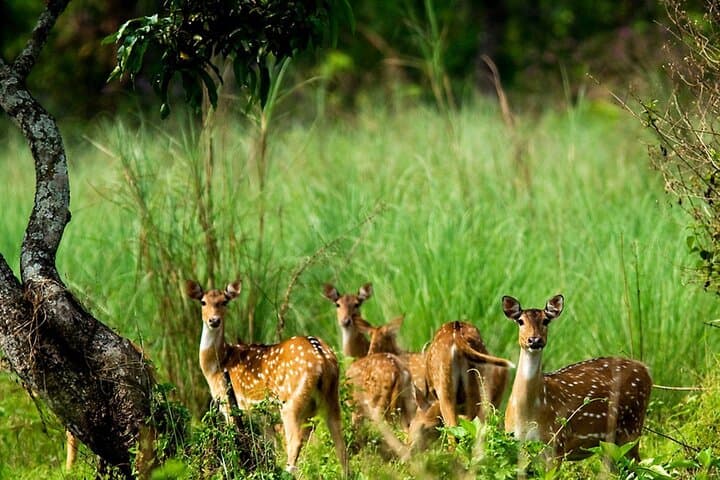 3-Day Chitwan Safari from Pokhara — Jeep, Canoe & Tharu Village Experience photo 1