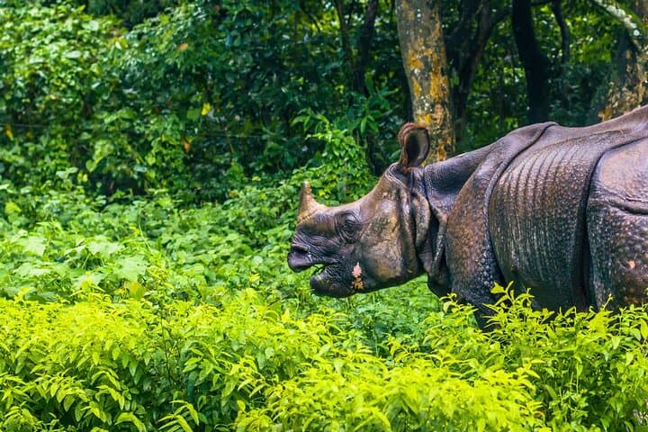 3-Day Chitwan Safari from Pokhara — Jeep, Canoe & Tharu Village Experience photo 3