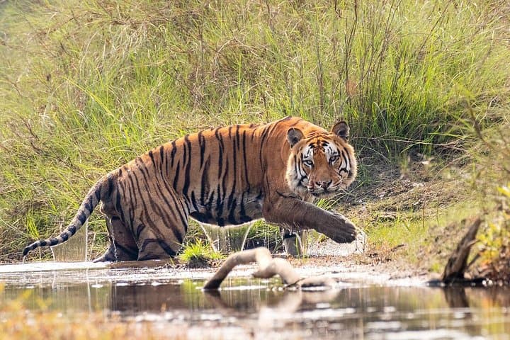 4-Day Bardia National Park Wildlife Safari — Jungle Walks, Jeep Safaris & Tharu Culture
