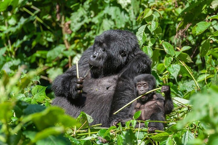 Private Gorilla Trekking from Kigali: 1-Day Volcanoes National Park Experience
