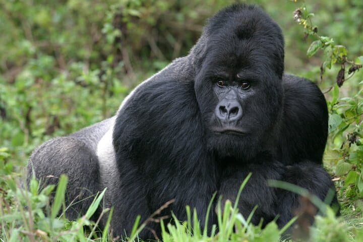 Private Gorilla Trekking from Kigali: 1-Day Volcanoes National Park Experience photo 2