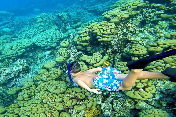Private Angelfish Snorkel & Brunch Sail in Aruba — Snorkel Mangel Halto and Spanish Lagoon photo 6