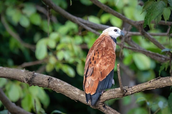 4-Day Amazon Tapiri Floating Lodge: Canoes, Dolphins & Night Wildlife