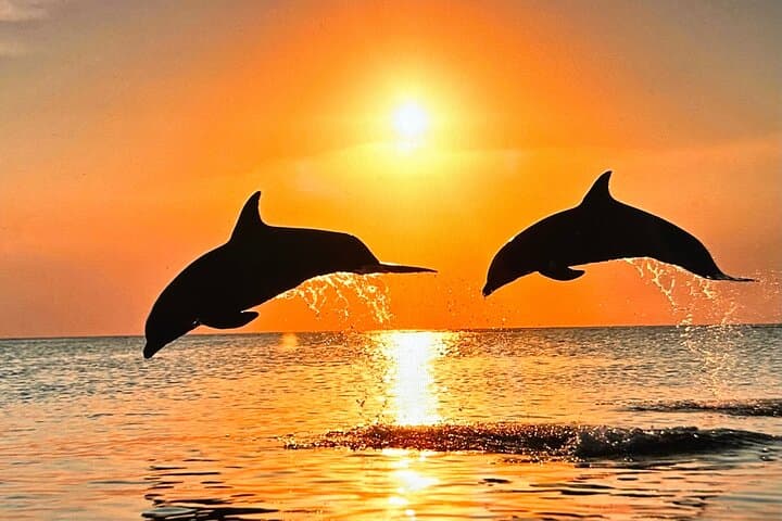 Sunset Bioluminescence Paddle: Comb Jellies, Dolphins & Night Kayak Tours in Merritt Island photo 3
