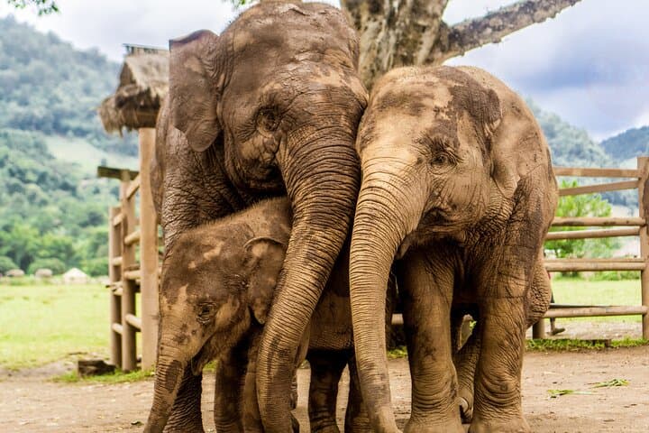 4-Day Chiang Mai and Chiang Rai Tour — Doi Suthep, White Temple & Golden Triangle photo 3