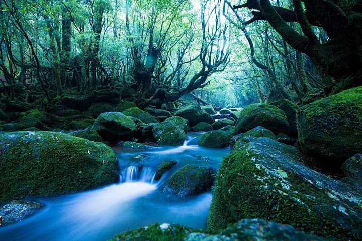 Private Yakushima Island Sights Tour: Yakusugi, Waterfalls & Wildlife