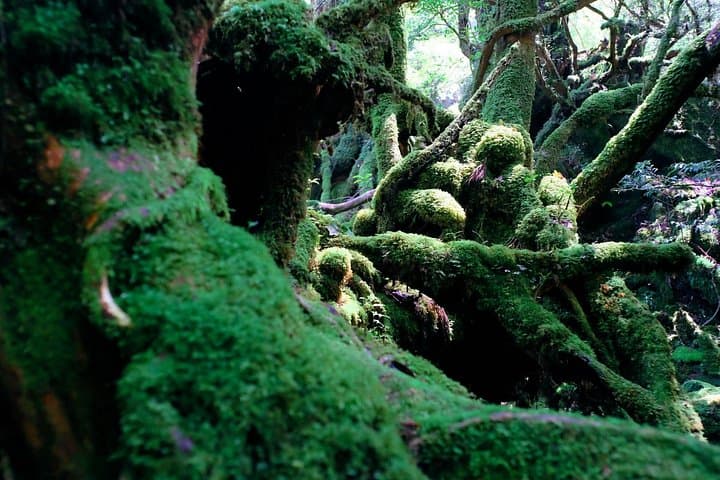 Private Yakushima Island Sights Tour: Yakusugi, Waterfalls & Wildlife photo 2