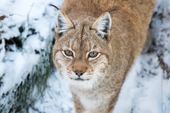 Explore Ranua Wildlife Zoo: Arctic Animals & Winter Experience Near Rovaniemi