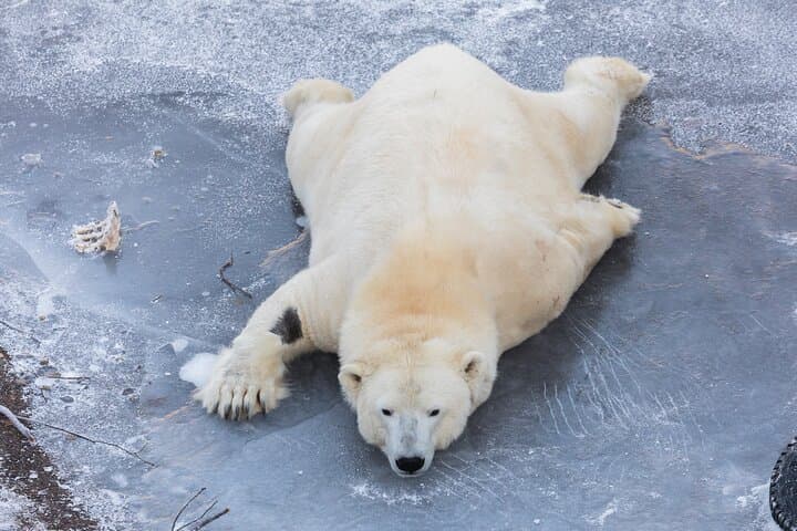 Explore Ranua Wildlife Zoo: Arctic Animals & Winter Experience Near Rovaniemi photo 2