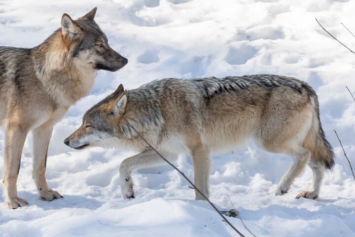 Explore Ranua Wildlife Zoo: Arctic Animals & Winter Experience Near Rovaniemi photo 6