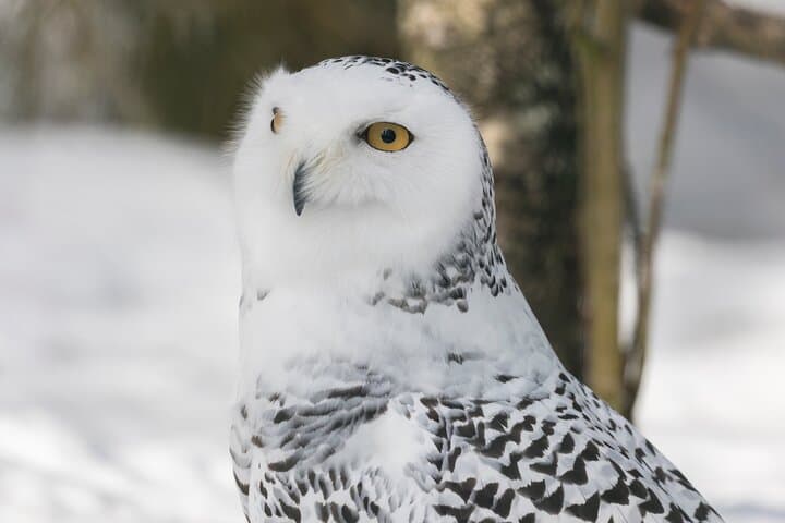 Explore Ranua Wildlife Zoo: Arctic Animals & Winter Experience Near Rovaniemi photo 3