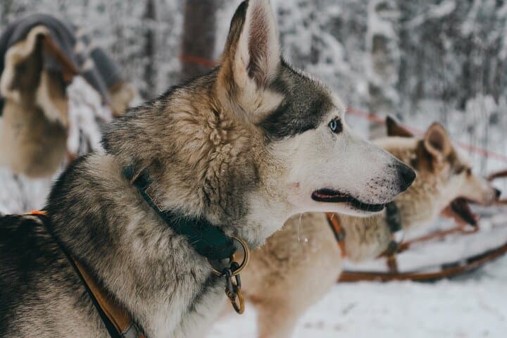 Nulkki Husky Adventure — 5 km Husky Sleigh Ride Near Rovaniemi photo 1