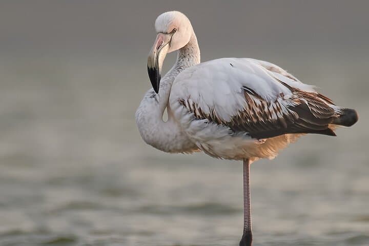 Bird Watching & Photography Tour from Constanța — Dobrogea Coastal Hotspots photo 2