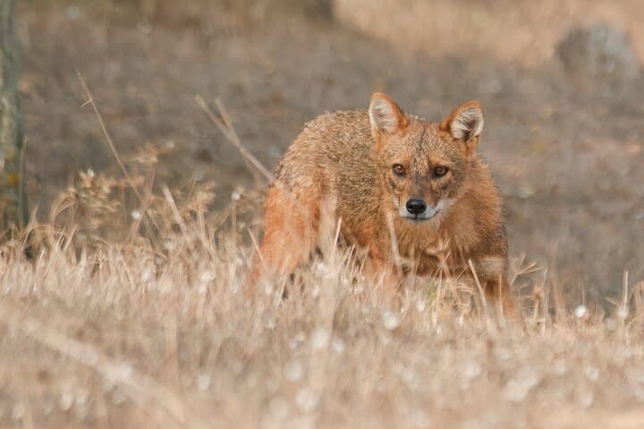 Bird Watching & Photography Tour from Constanța — Dobrogea Coastal Hotspots photo 3