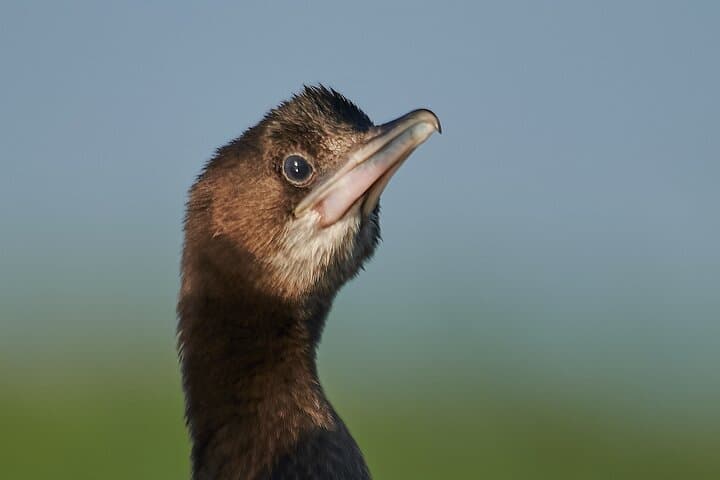 Bird Watching & Photography Tour from Constanța — Dobrogea Coastal Hotspots
