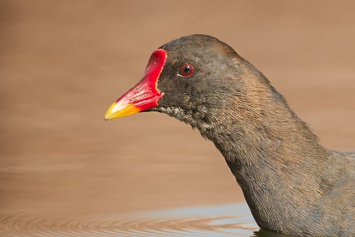 Bird Watching & Photography Tour from Constanța — Dobrogea Coastal Hotspots photo 4
