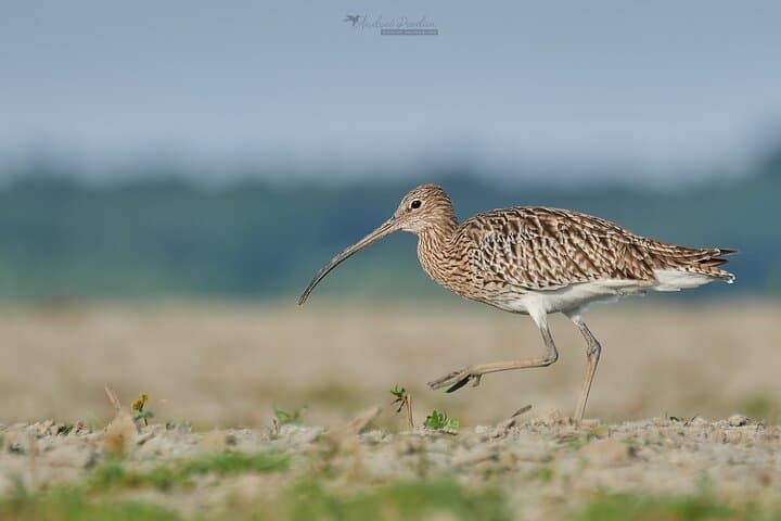 Bird Watching & Photography Tour from Constanța — Dobrogea Coastal Hotspots photo 5
