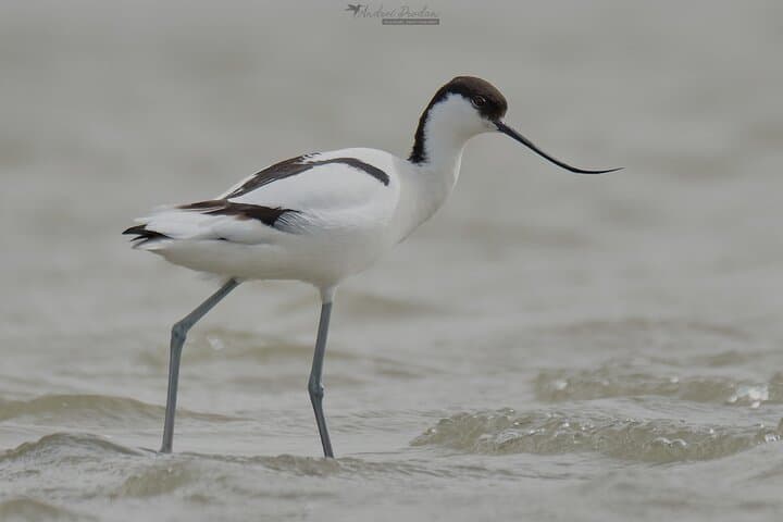 Bird Watching & Photography Tour from Constanța — Dobrogea Coastal Hotspots photo 6