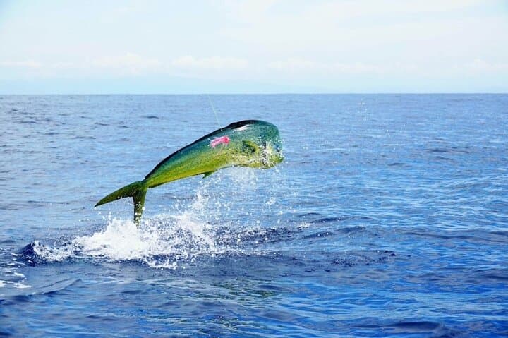 8-Hour Marathon Big-Game Fishing Charter — Florida Keys Offshore Adventure photo 1