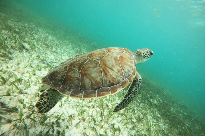 Guided Snorkeling Tour in Costa Maya — Explore Mexico’s Barrier Reef photo 3