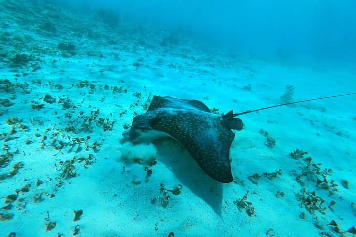 Guided Snorkeling Tour in Costa Maya — Explore Mexico’s Barrier Reef photo 2
