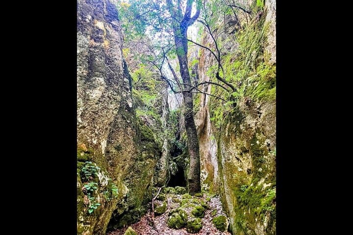 Korčula Enchanted Forest Hike and Vineyard Wine Tasting photo 3