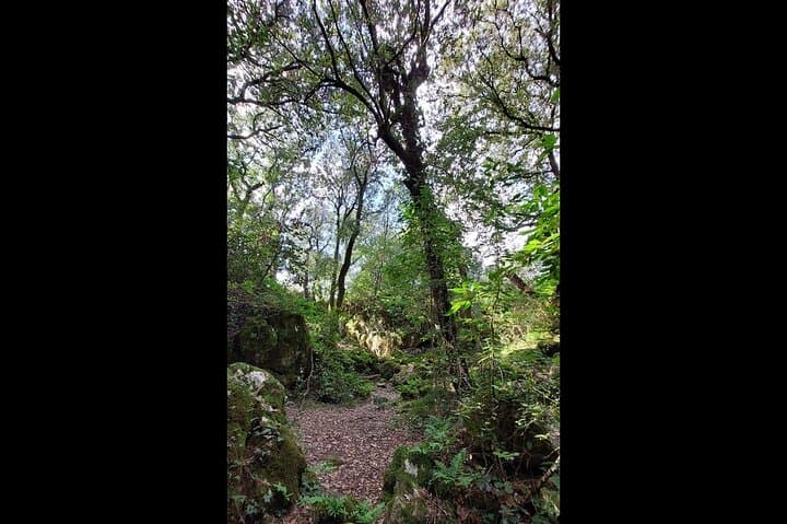 Korčula Enchanted Forest Hike and Vineyard Wine Tasting photo 5