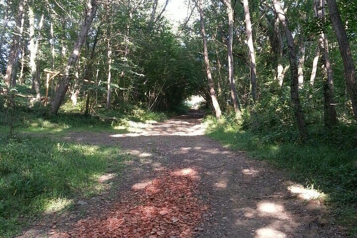 Forest Meditation Walk Near Paris — Walking Meditation Workshop photo 4