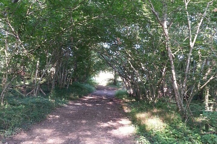 Forest Meditation Walk Near Paris — Walking Meditation Workshop photo 5
