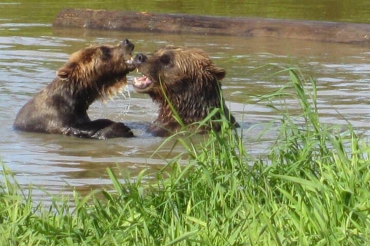 Exploring Anchorage: Urban Highlights and Wildlife Encounters at Alaska’s Conservation Center photo 2