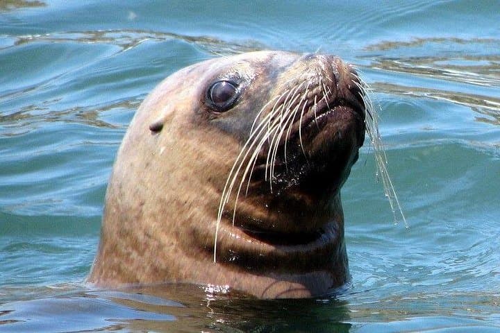 Swim with Wild Sea Lions at Islas Palomino — Lima Boat Tour photo 2