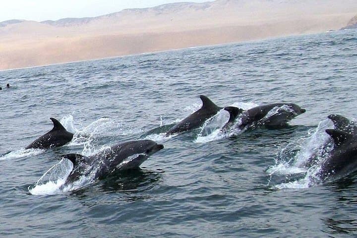 Swim with Wild Sea Lions at Islas Palomino — Lima Boat Tour photo 3