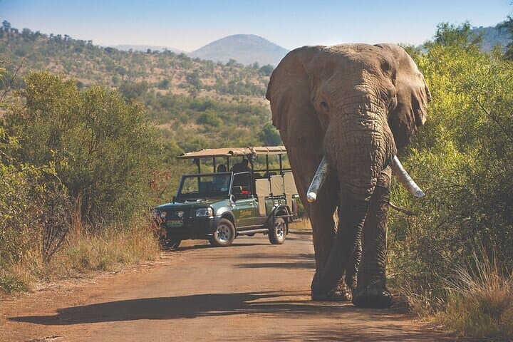 3-Hour Private Game Drive in Pilanesberg National Park — Big Five Safari from Sun City photo 2