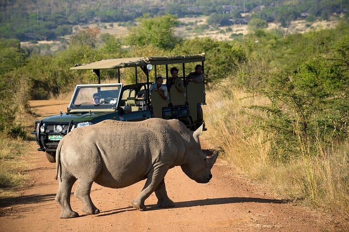 3-Hour Private Game Drive in Pilanesberg National Park — Big Five Safari from Sun City photo 6