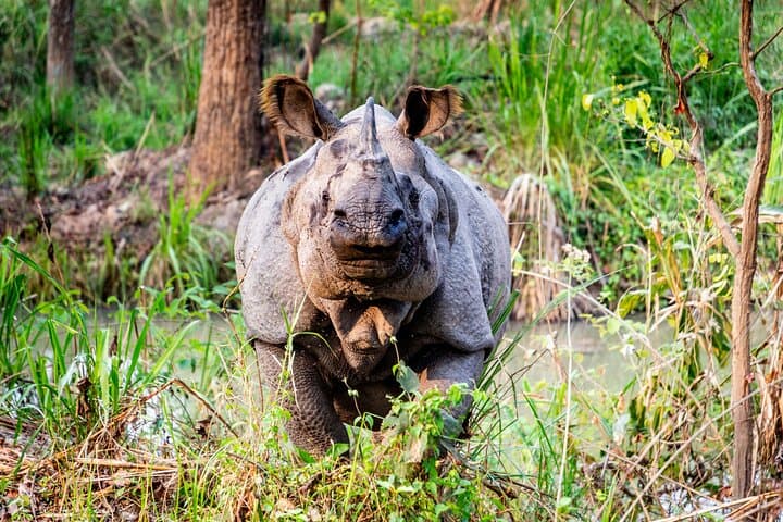Trisuli Rafting & Chitwan Jungle Safari — 4-Day Kathmandu Adventure photo 6