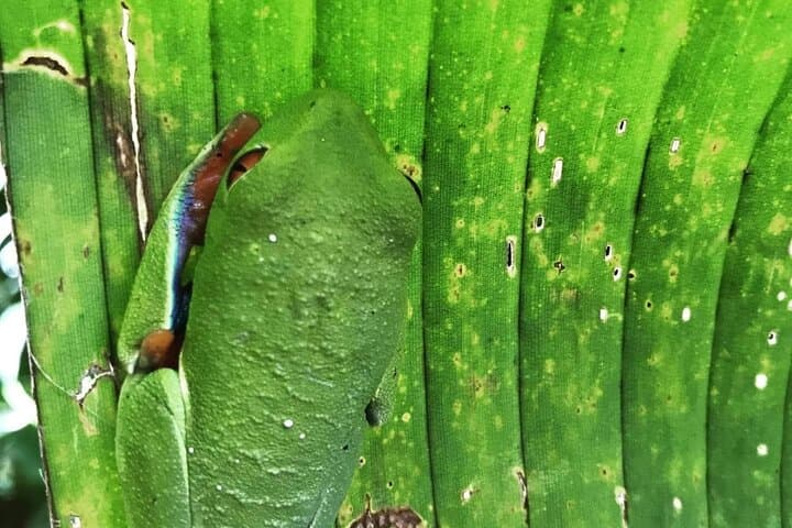 Bijagua Wildlife & Waterfall Private Tour with Lunch and Transport photo 3